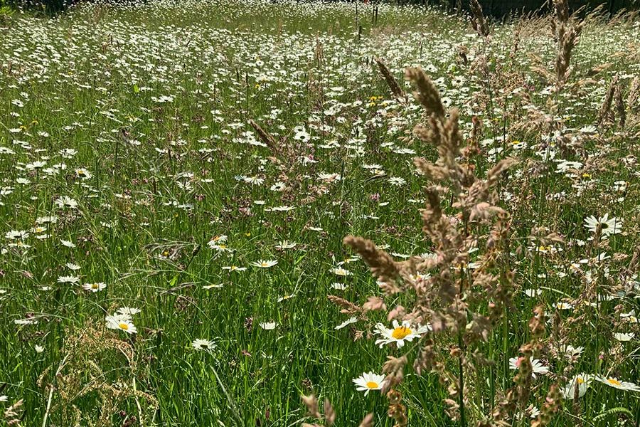 Wildblumenwiese nachher
