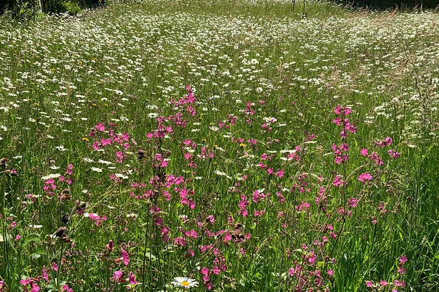 Wildblumenwiese nachher