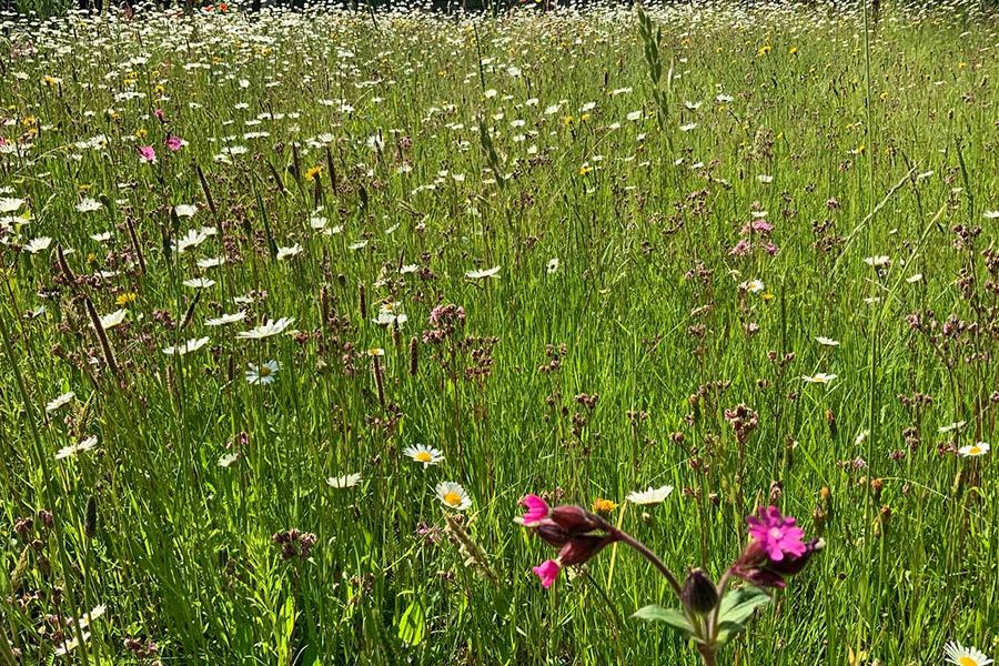 Wildblumenwiese nachher